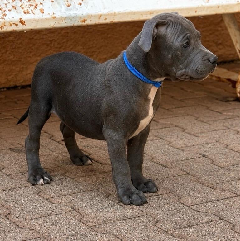 Chiot staffie