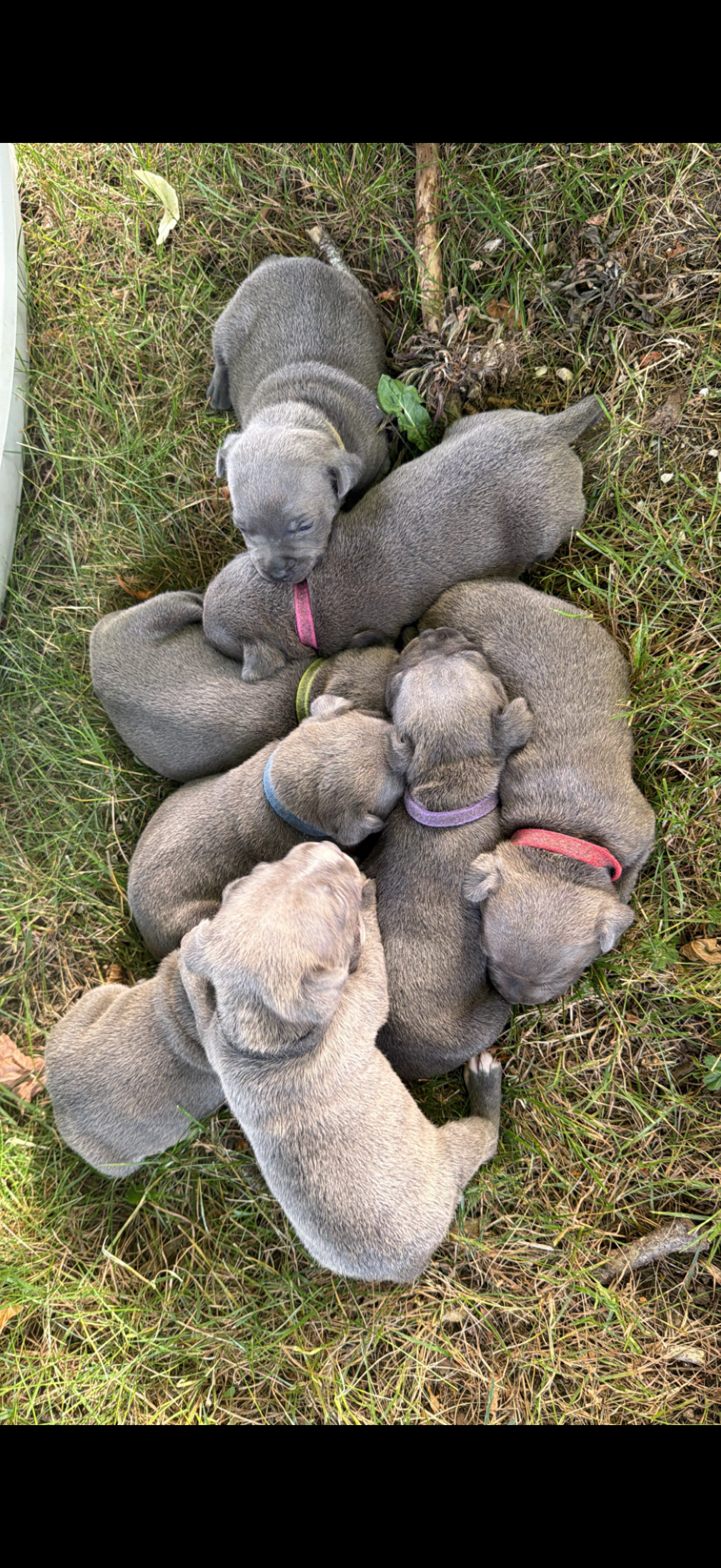 Chiot staffie