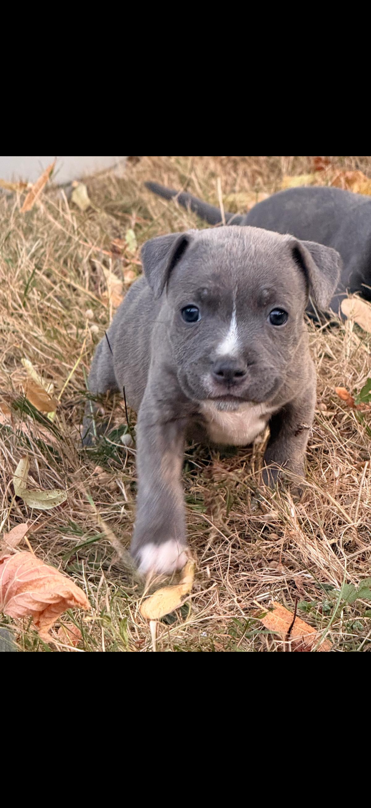 Chiot staffie