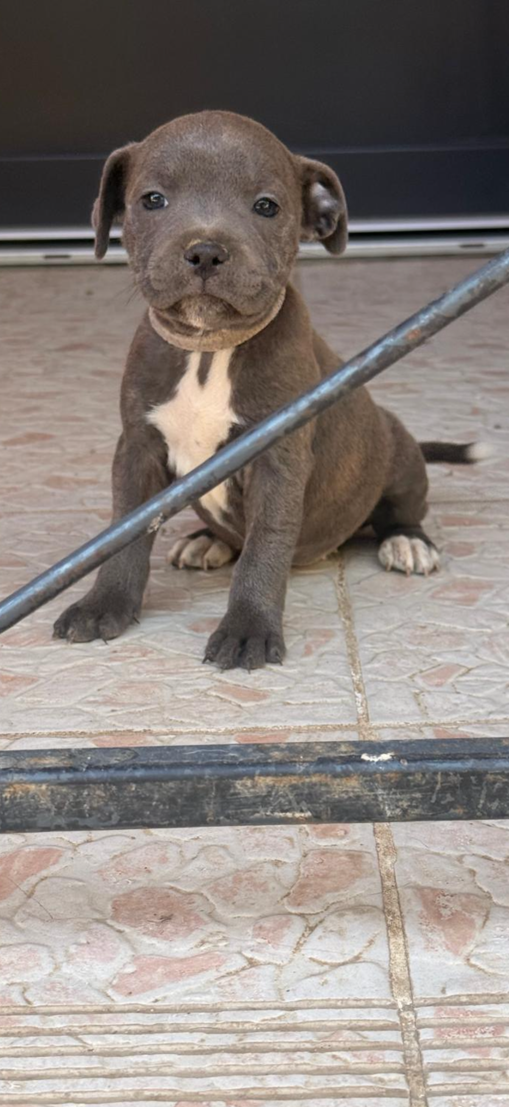 Chiot staffie