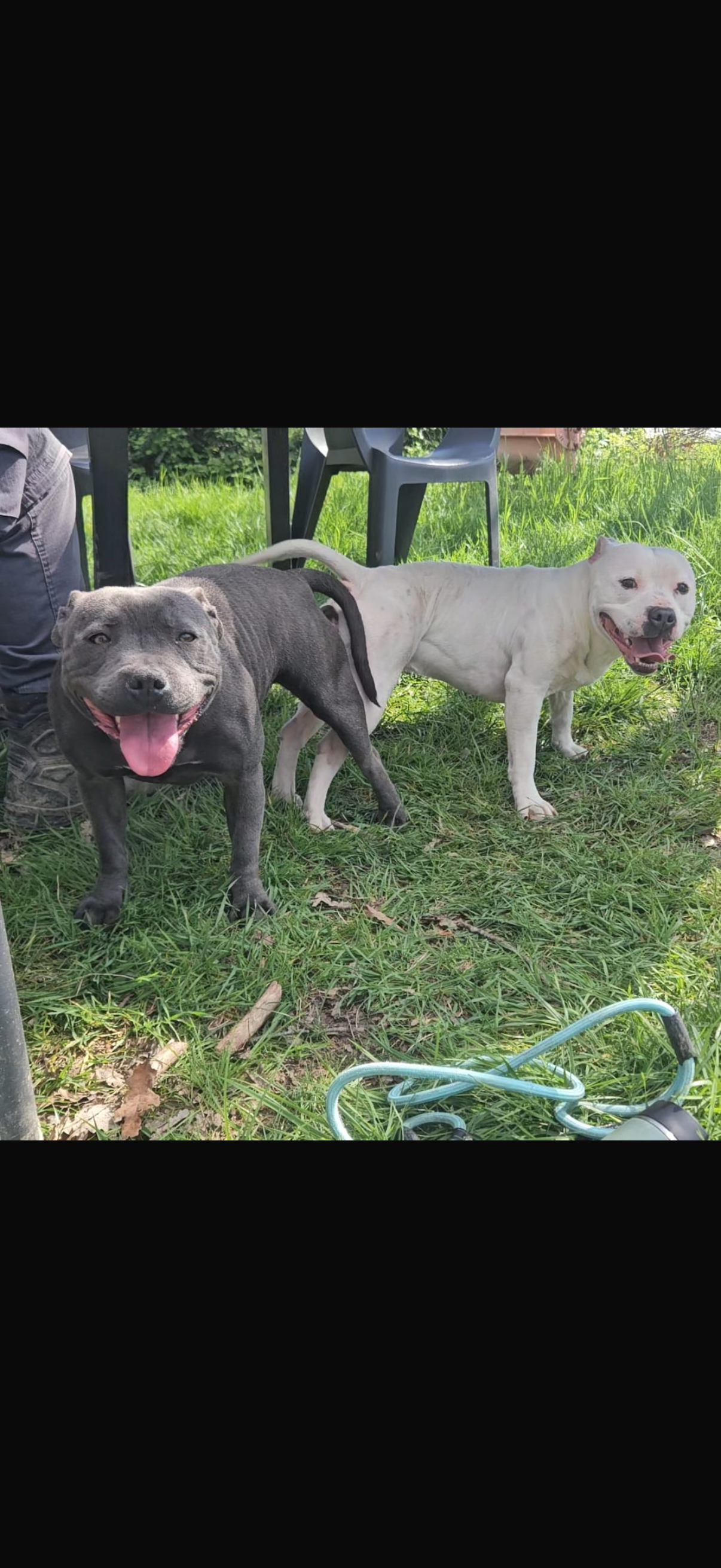 Chiot staffie